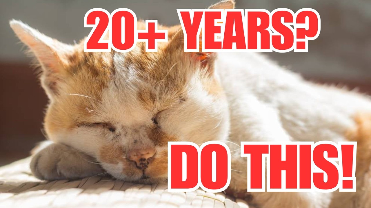 Habits to Make Your Cat Live Over 20 Years (Without Expensive Vet Visits)