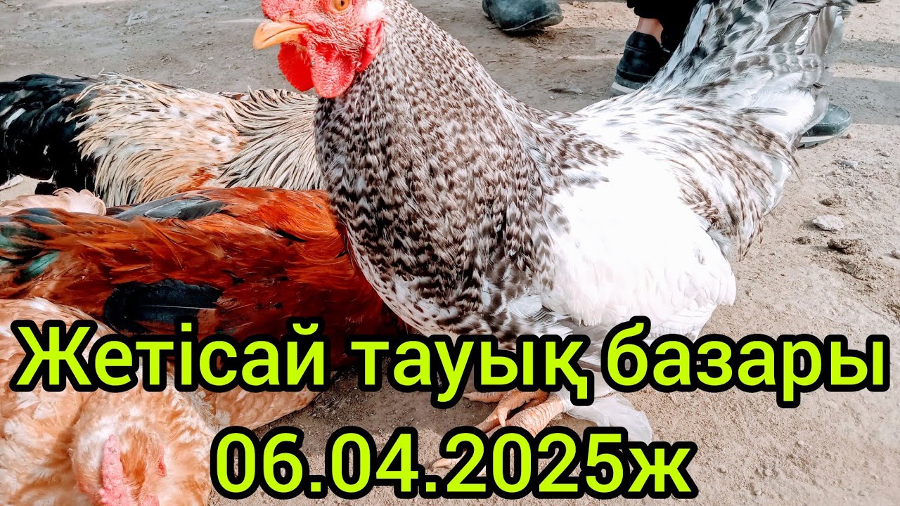 Жетісай тауық базары 06.04.2025