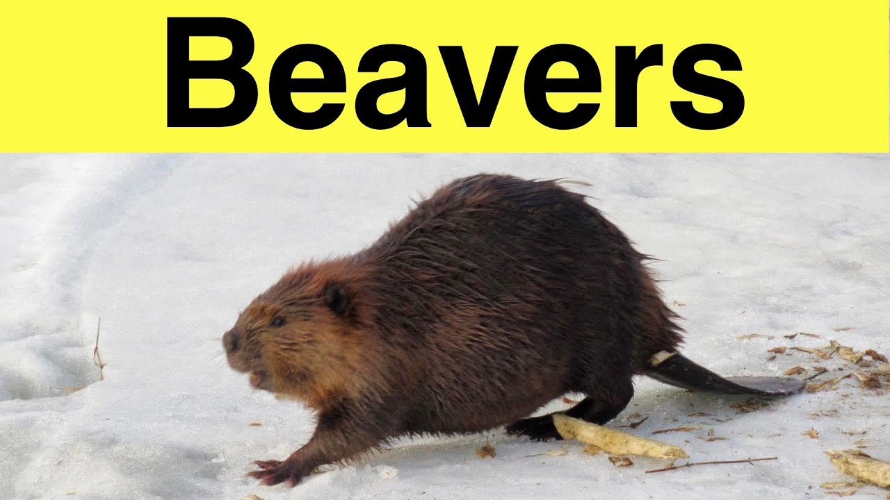 Beavers in Saskatoon, Saskatchewan, Canada