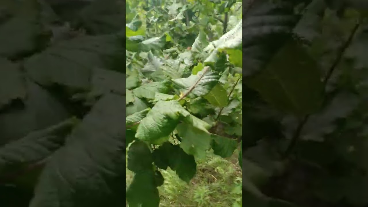 Fındık budama (tepe vurumu)
