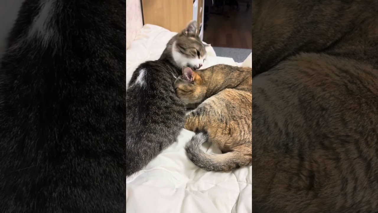 #猫のいる暮らし
