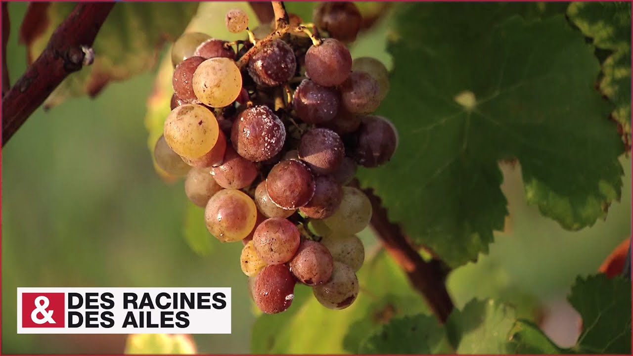 Le vin blanc liquoreux du Sauternais