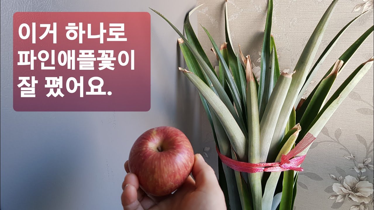 1탄:집에서 파인애플 키울때 이거 하나면 꽃과 열매가 잘 달려요.