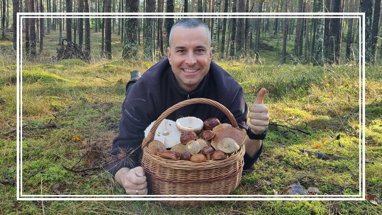 BORY SOSNOWE wciąż są PEŁNE GRZYBÓW - PRAWDZIWKI, PODGRZYBKI, RYDZE, KOŹLARZE, ZIELONKI, MAŚLAKI