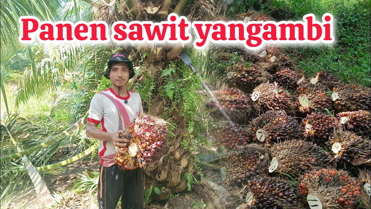 SAWIT YANGAMBI KITA PANEN 
