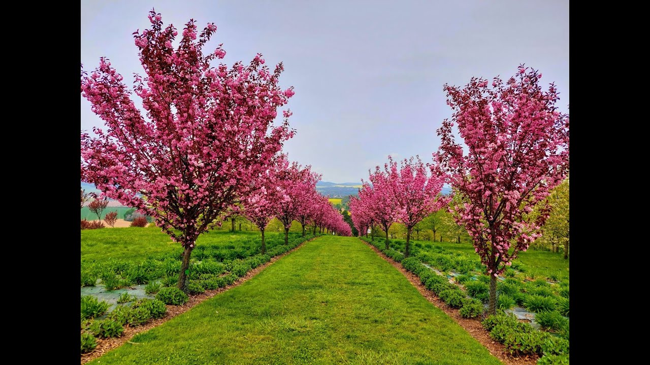 Arboretum Wojsławice. Rajski ogród Dolnego Śląska