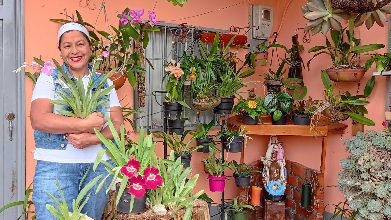 Una Opción mas de Plantar Miltonias o Josefinas 🙌 🌼