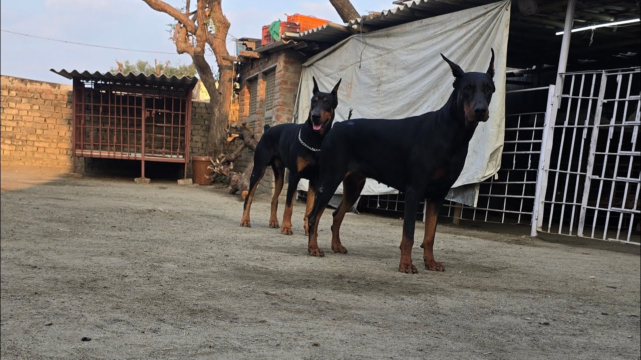 #European doberman dog official vopari #dog #doglover #pets #petowner 