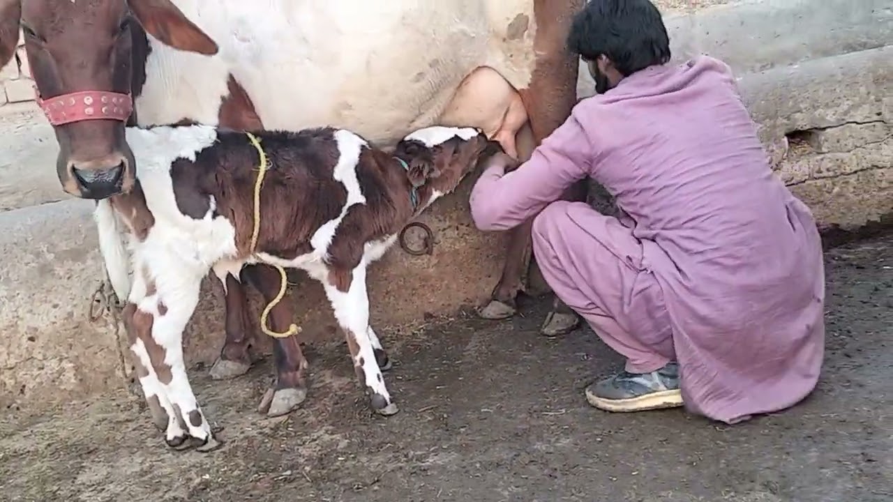 Chastain farzeen carss cow for sale call me 03037300688/12/1/2025