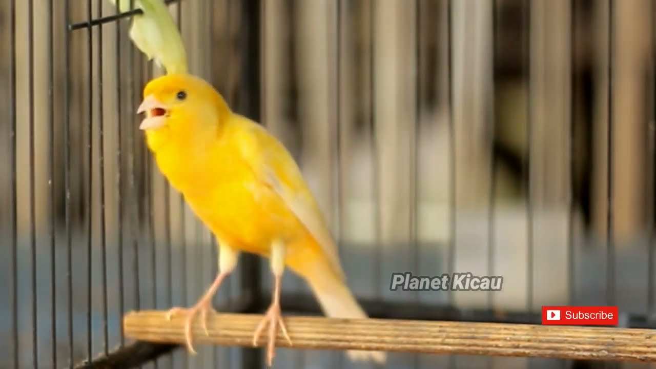 Potente per stimolare più velocemente il canto dei canarini