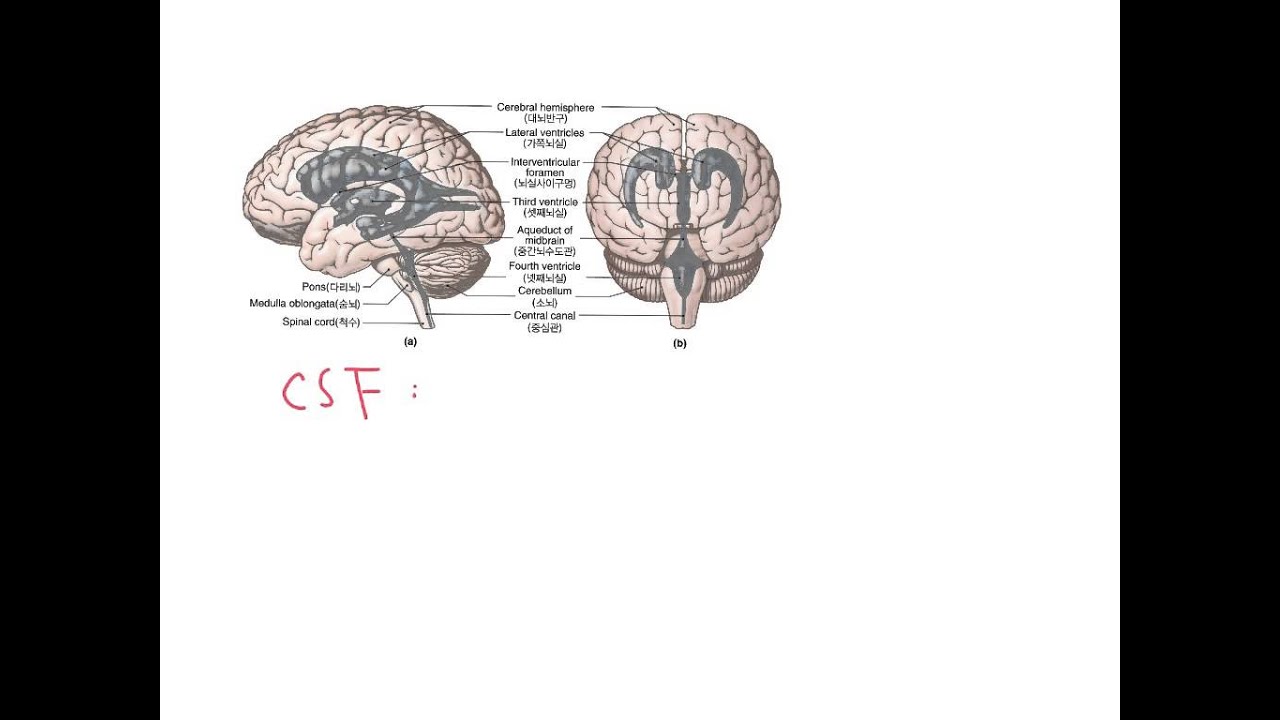CSF 뇌척수액