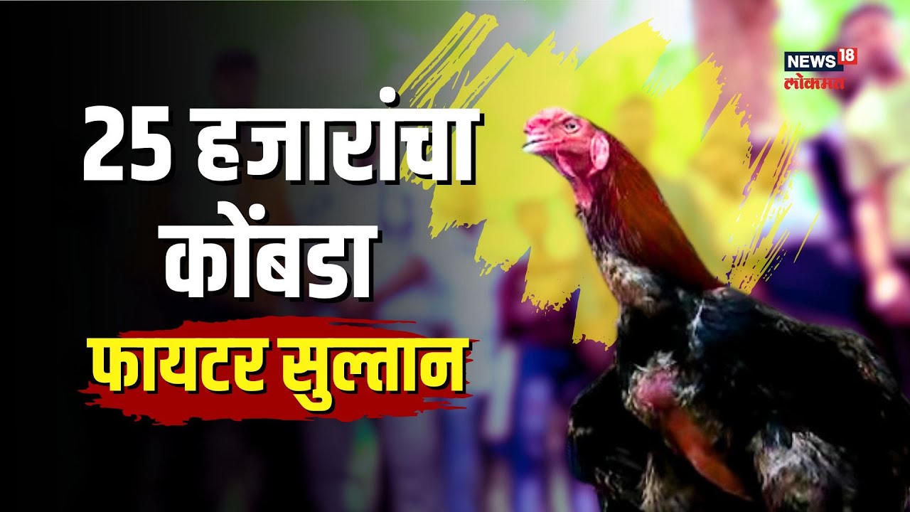 Sultan। बाबो! फक्त एक वर्षांचा कोंबडा आणि किंमत 25,000, असं काय खास आहे यात? #nwmarathi