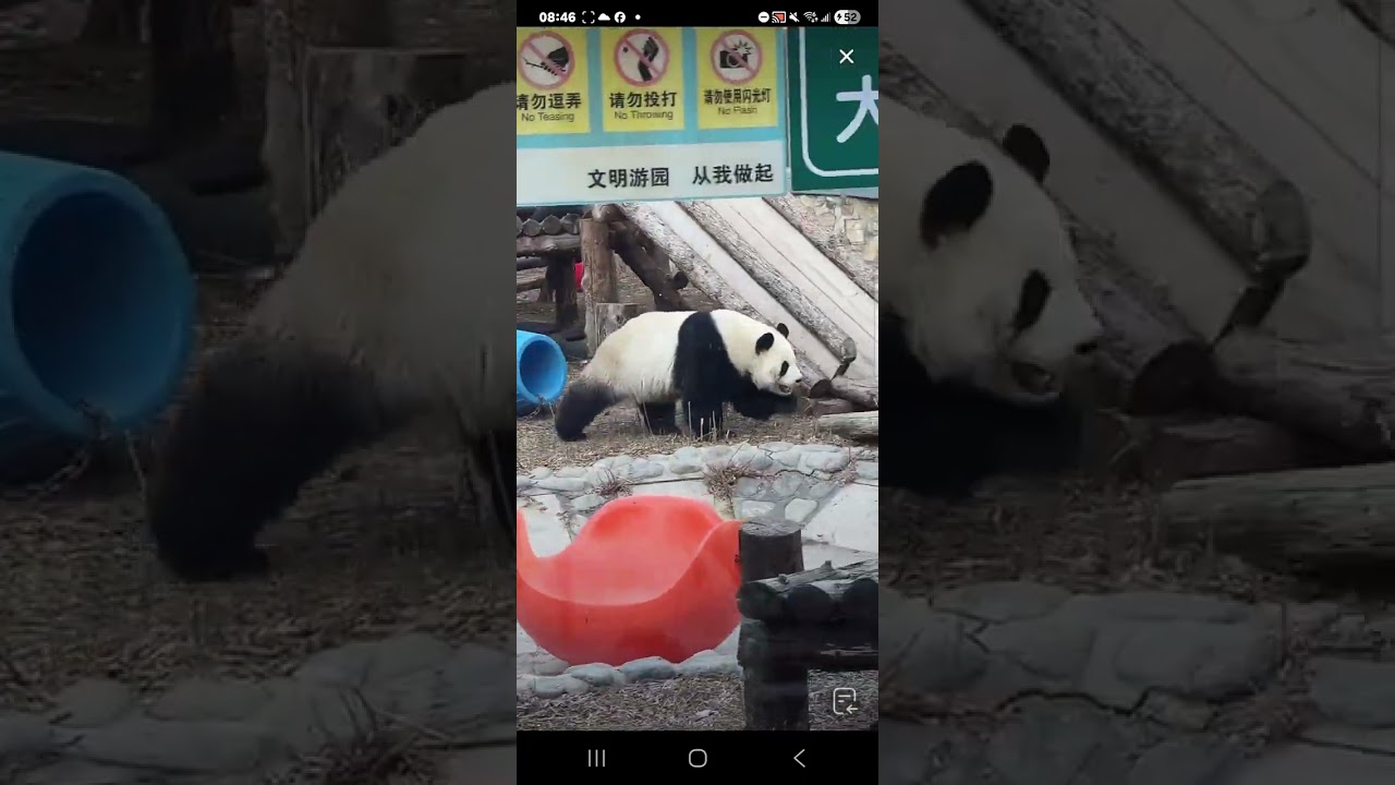 斗斗直播錄頻分享🐼 2月19號 小萌蘭大年初三日常活動時間