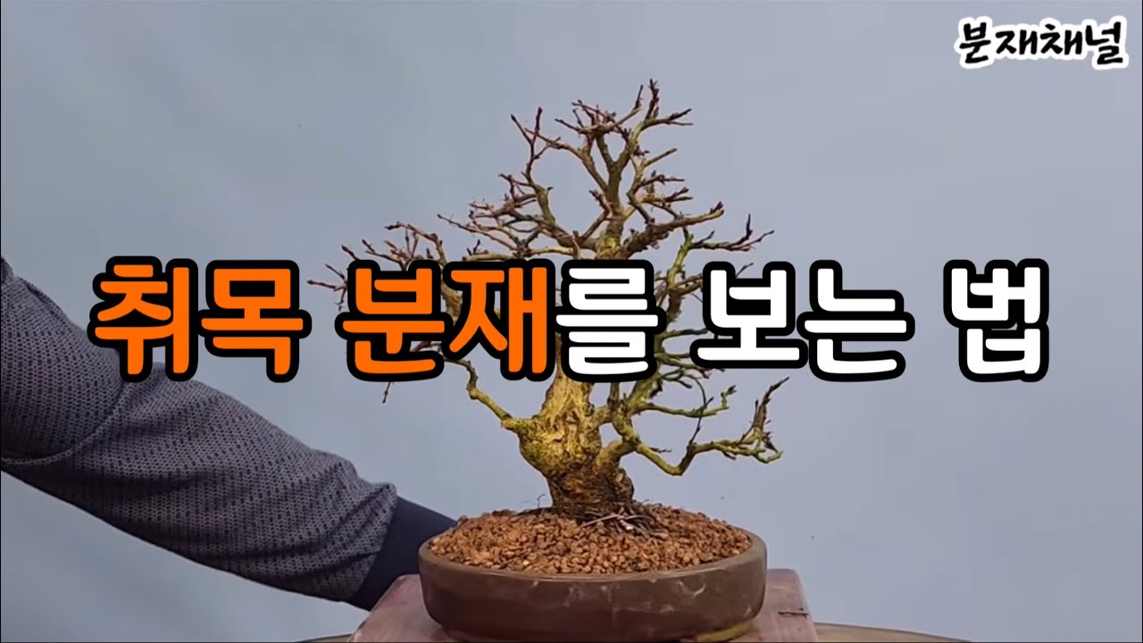 분재관리 355강 취목 분재를 보는 법