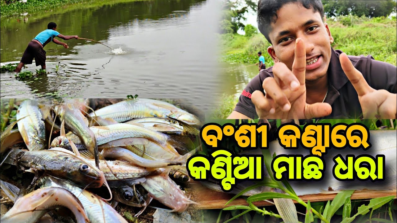 ବଂଶୀ କଣ୍ଟା ରେ ମାଛଧରା // କଣ୍ଟିଆ ବଳିଆ ମାଛ ଧରା // bansi kanta re macha dhara//kantia balia macha dhara 