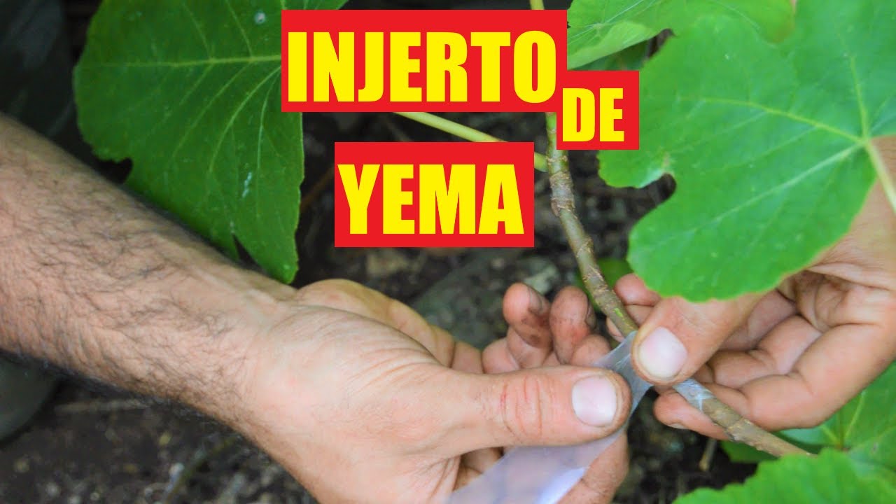 como hacer un INJERTO de ÁRBOLES FRUTALES fácil y rápido. INJERTO de YEMA.