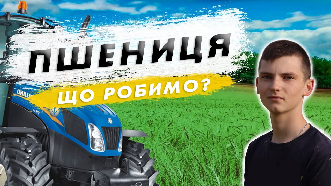 Вирощування пшениці. Що робимо для високого врожаю