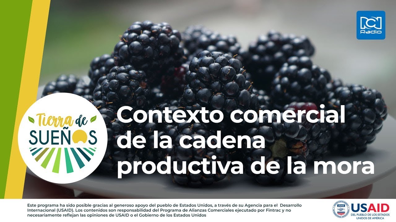 Contexto comercial de la cadena productiva de la mora