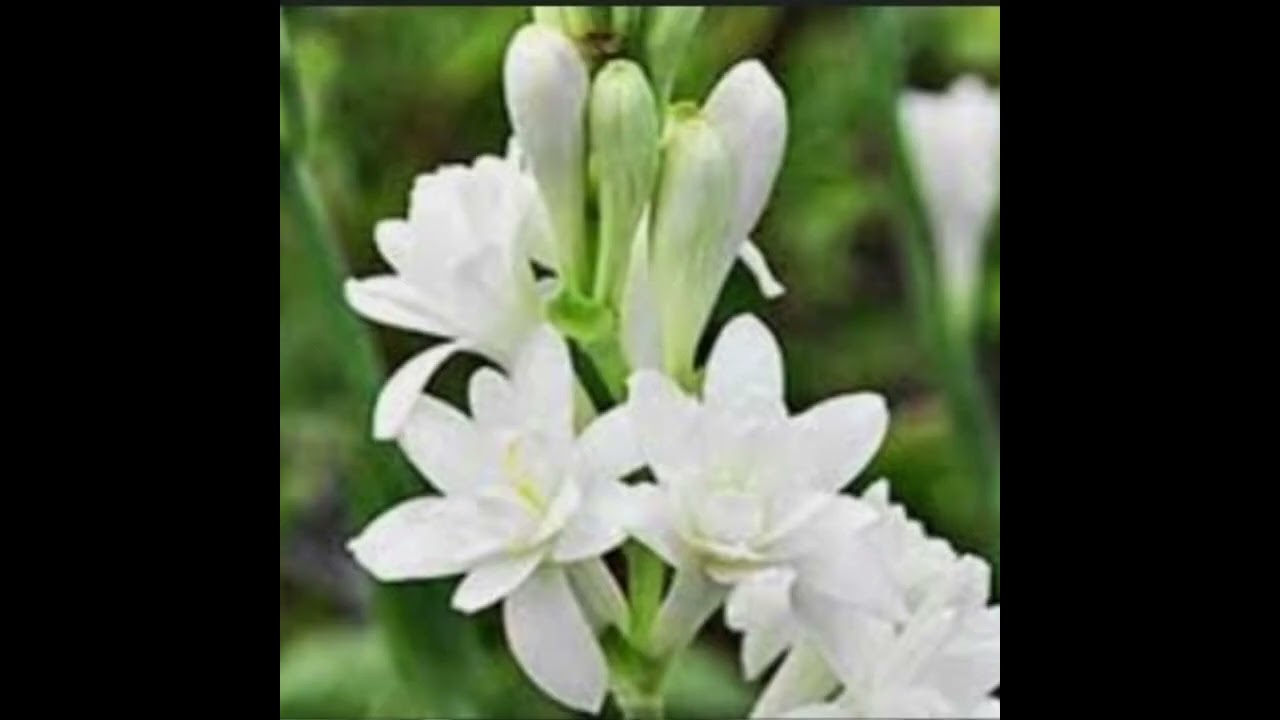 Tuberoze
