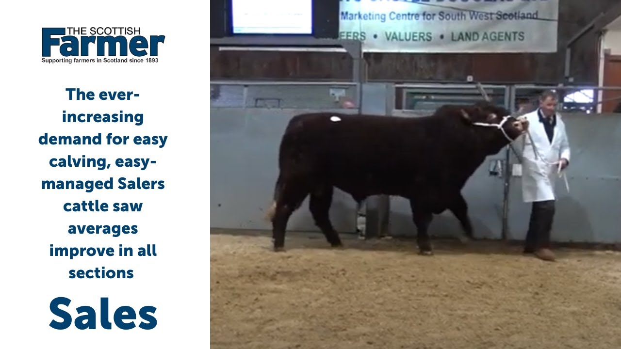 Averages soar at Castle Douglas Sale