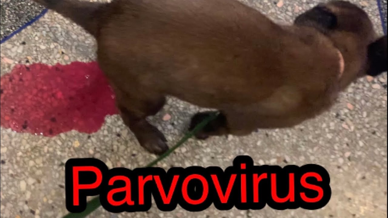 مراحل علاج مرض البارفوا من AإلىZ على جرو مالينوا عمره 36 يوم.  parvovirus