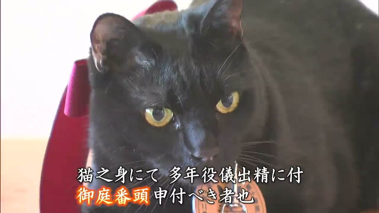 美術館の人気ネコ「黑の助」に辞令書　御庭番頭に昇格【岡山・岡山市】