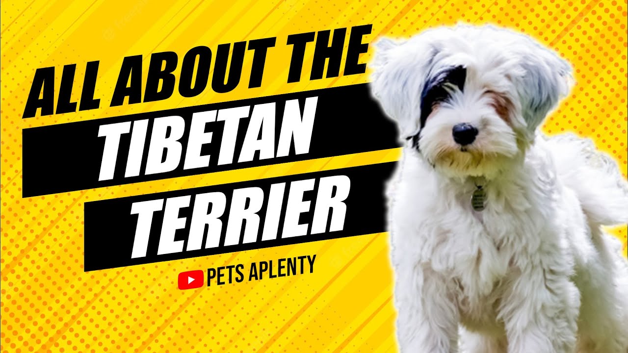 These Crazy Facts About the Tibetan Terrier
