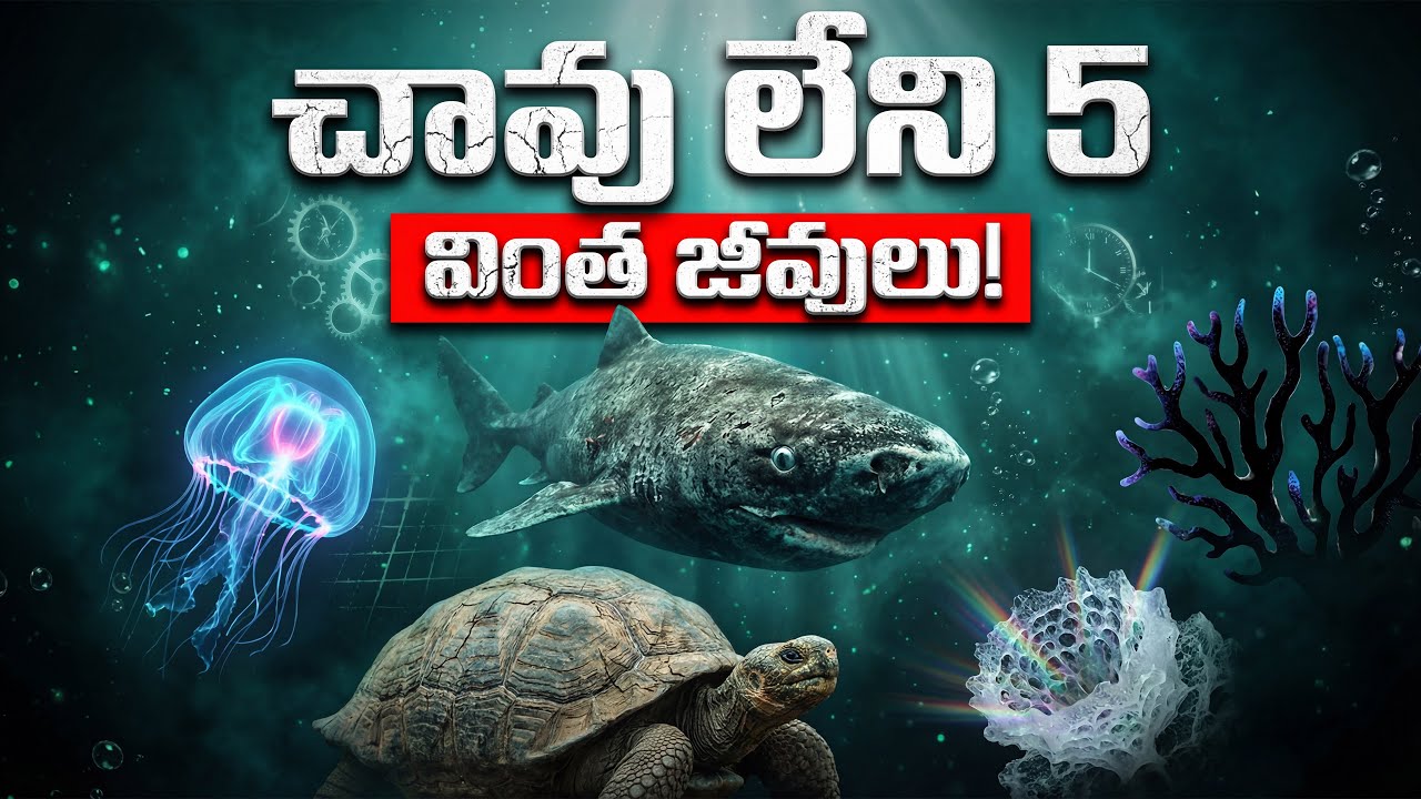 చావు లేని 5 వింత జీవులు.. వీటి వయసు తెలిస్తే షాక్ అవుతారు! | 5 Animals That Never Die