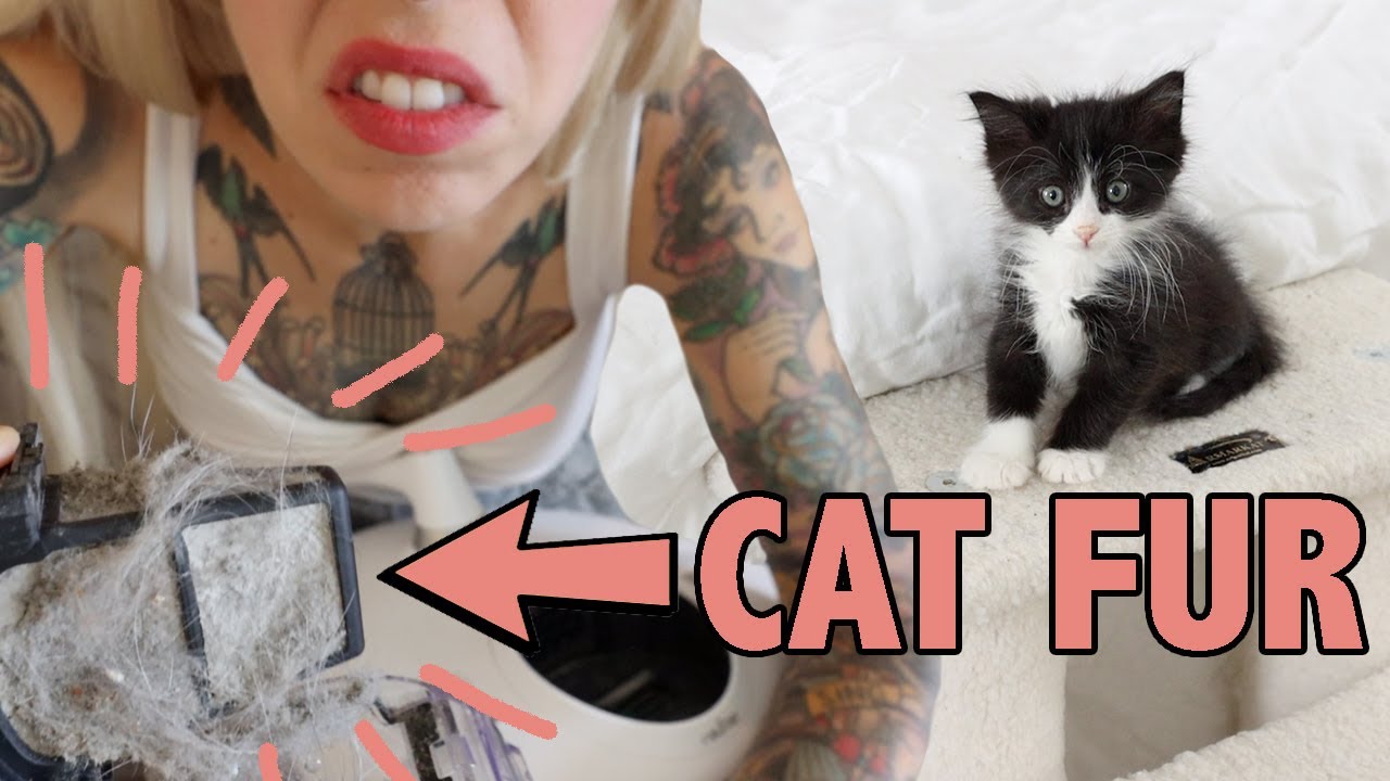 Sanitizing Furniture and Removing Cat Fur!