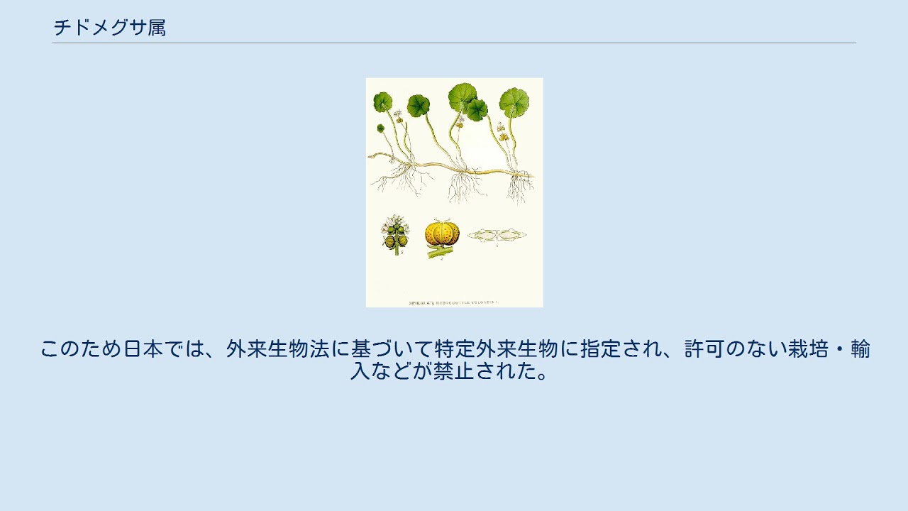 チドメグサ属