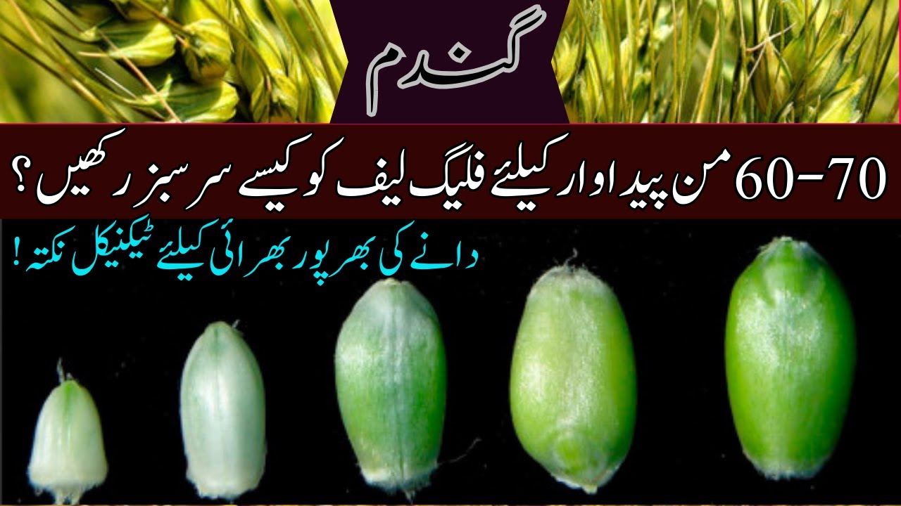 Maximize Wheat Grain Filling Naturally | Cyber Agri Extension |