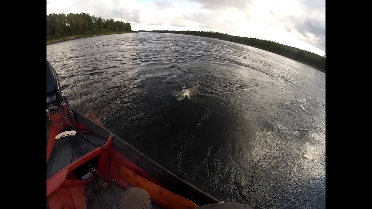 tornionjoki 2014