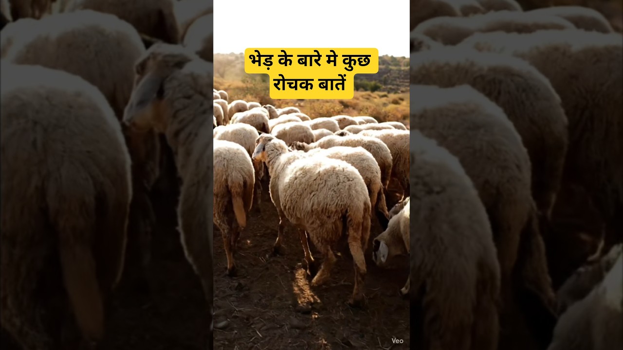 भेड़ के बारे में रोचक बातें।