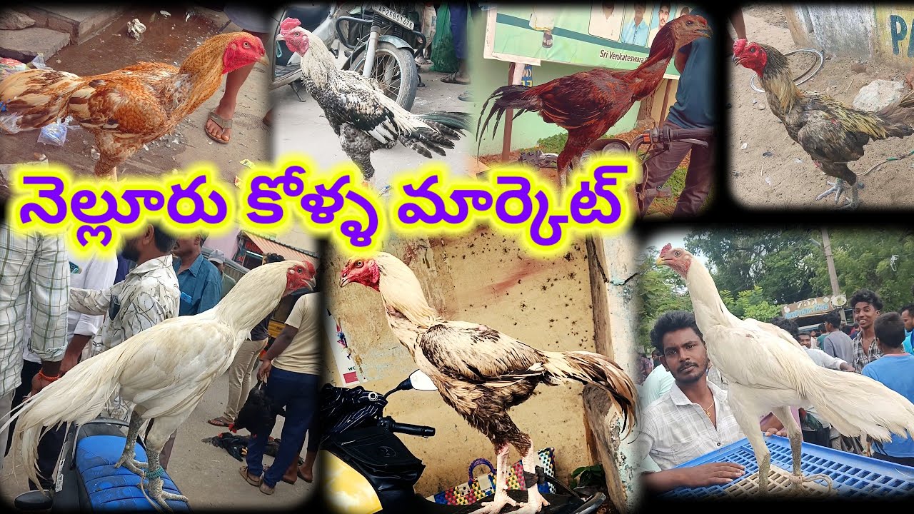 నెల్లూరు కోళ్ళ సంత 20 7 2025 Nellore sunday kolla market today #aseelmurga #aseel