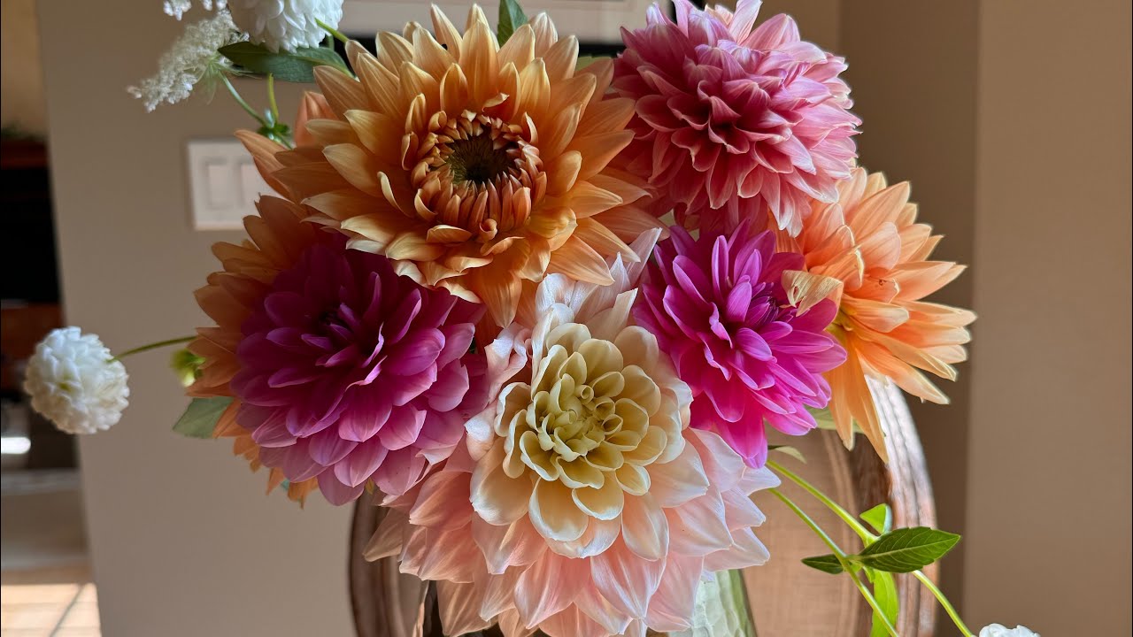 Digging, Dividing, Storing & Growing Dahlias - How to Recognize Gall