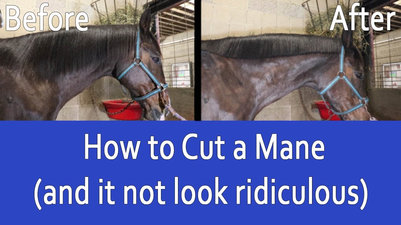 How to Trim a Horses Mane with Scissors (and make it look AMAZING!)