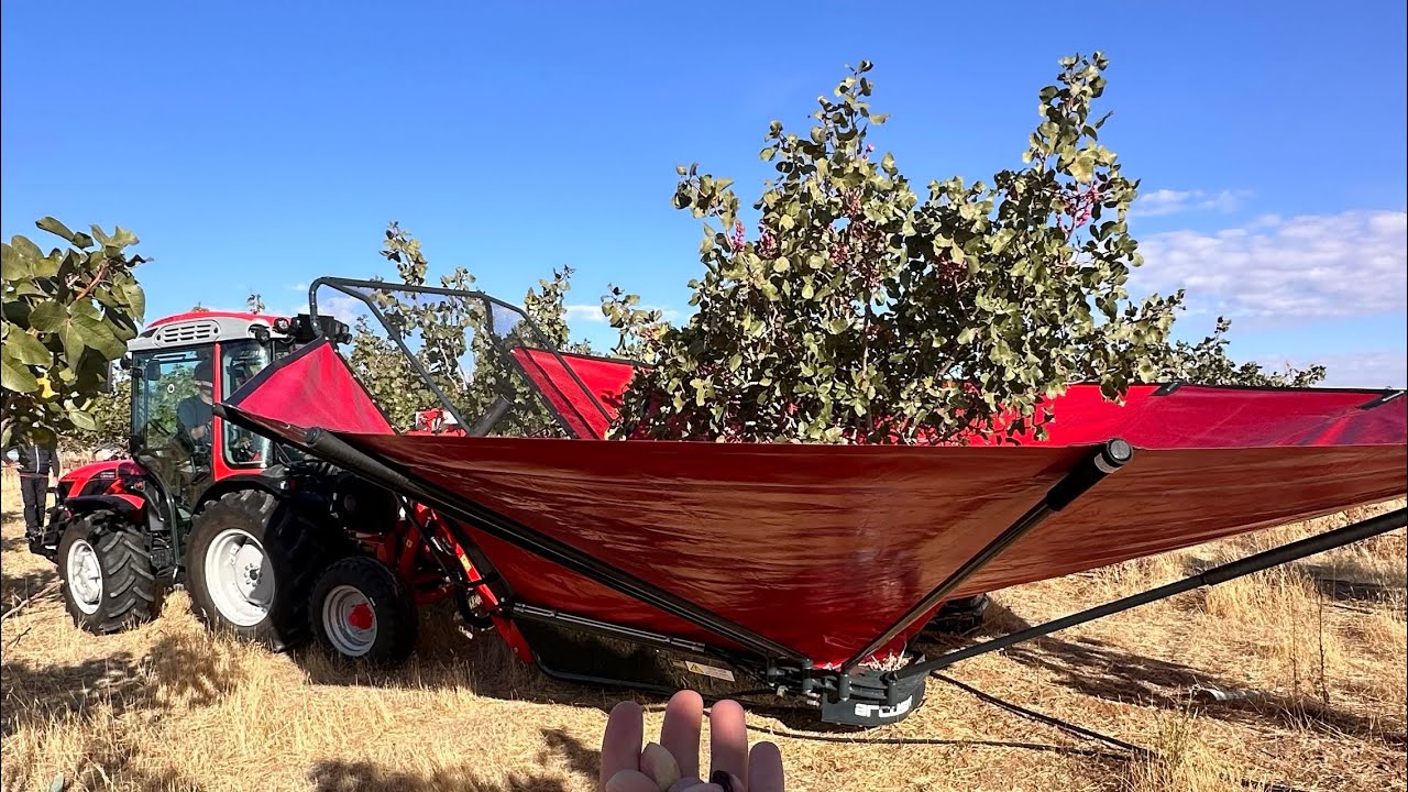 COSECHA DE PISTACHOS EN FINCA TELERETA | PARAGUAS ARCUSIN AUTOPICK + TRACTOR ANTONIO CARRARO 💚