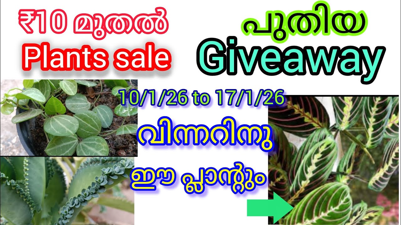 ₹10 മുതൽ plants sale and പുതിയ giveaway വിന്നറിനു മനോഹരമായ ഒരു പ്ലാന്റ്സ് ആണ് കിട്ടുന്നത് 