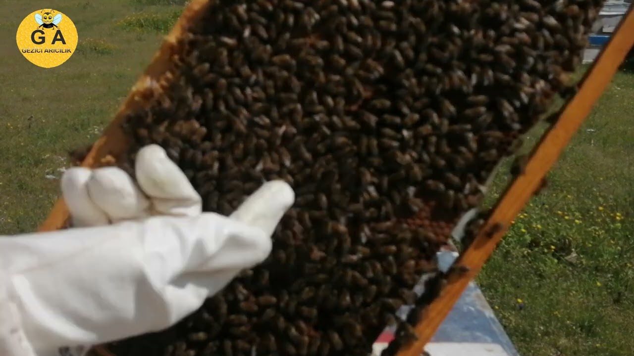 Yavru atımını hızlandırmak için yapılması gerekenler.  Beekeeping. arıcılık.