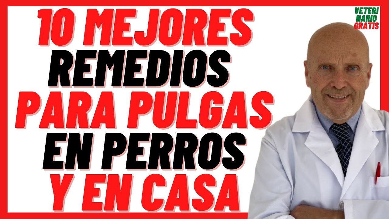 🔴 10 MEJORES Remedios Caseros para Quitar PULGAS en PERROS  🔴Repelentes Naturales 100%  Efectivos