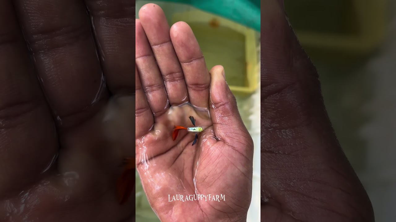 Platinum red @LauraGuppyFarm #fish #guppy #kerala #keralaguppy #guppyhouse #viral #trending