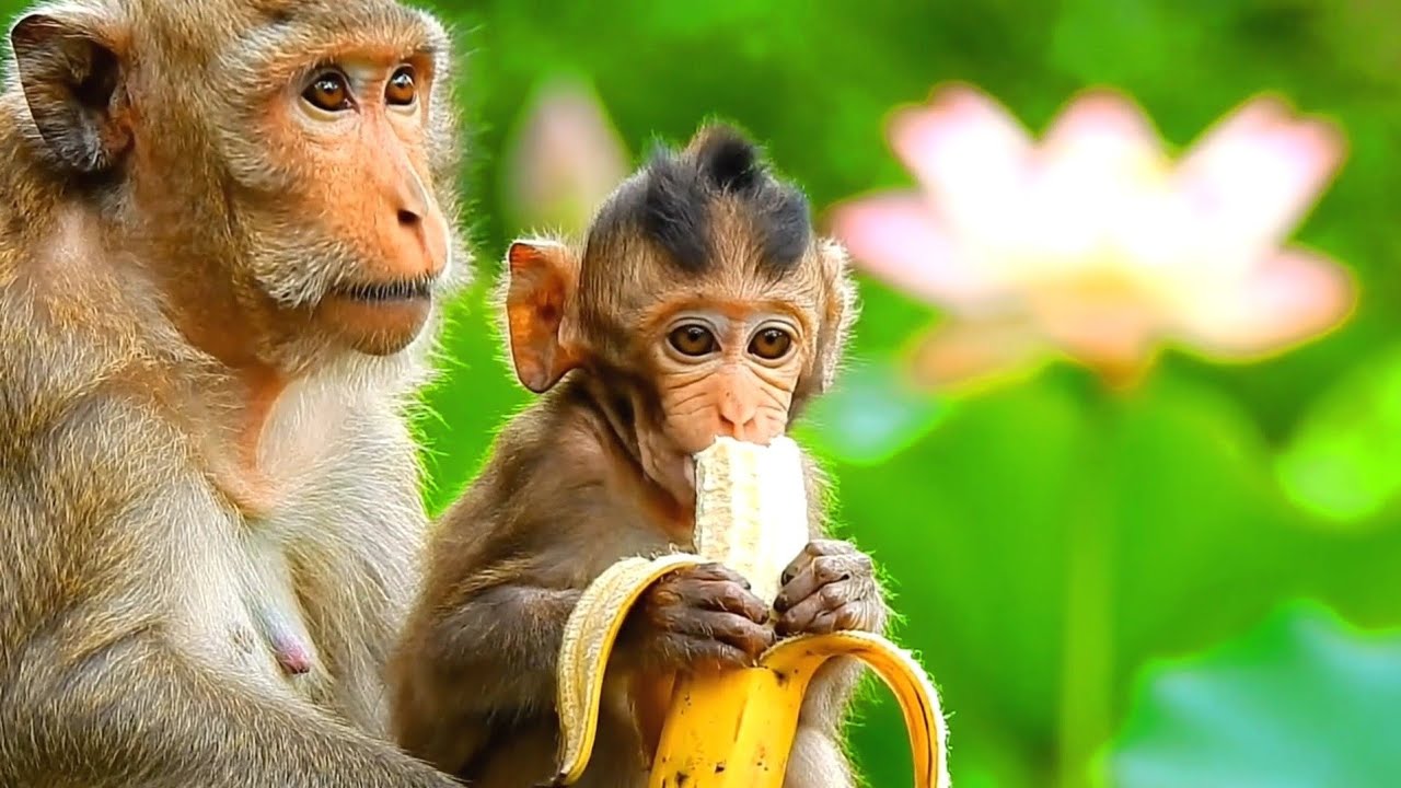 Cute little monkey eating banana 🍌🤤|Incredible Animal Intelligence 