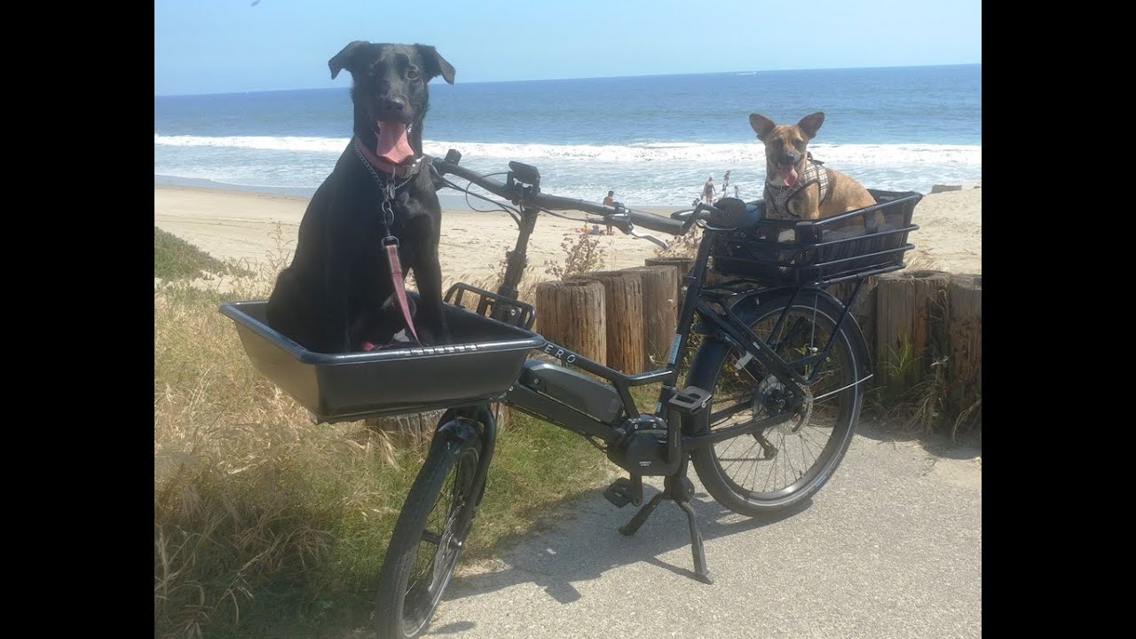 Dogs riding their new e-bike:  Cero One