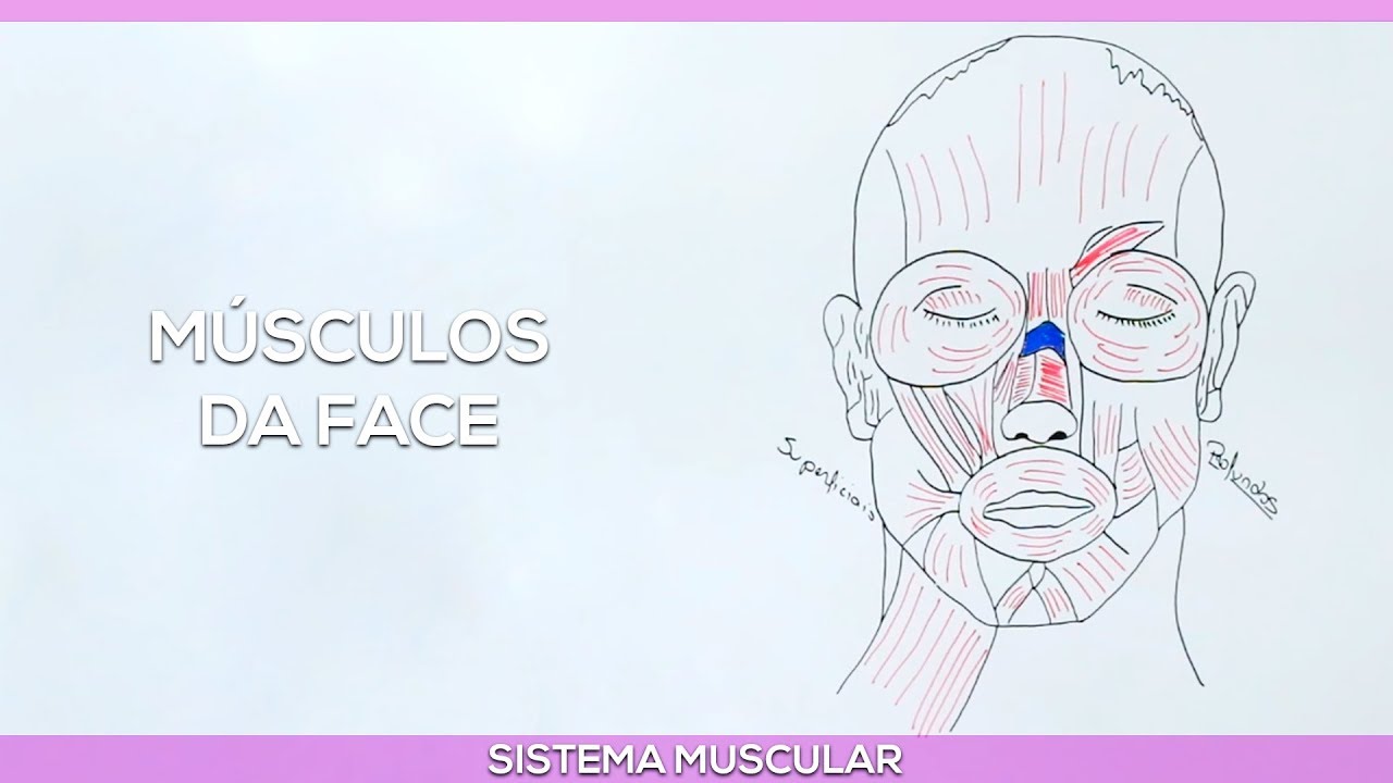Músculos da face
