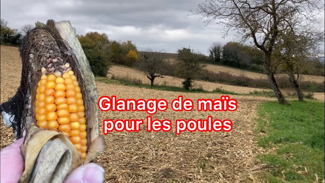Glanage de maïs pour les poules