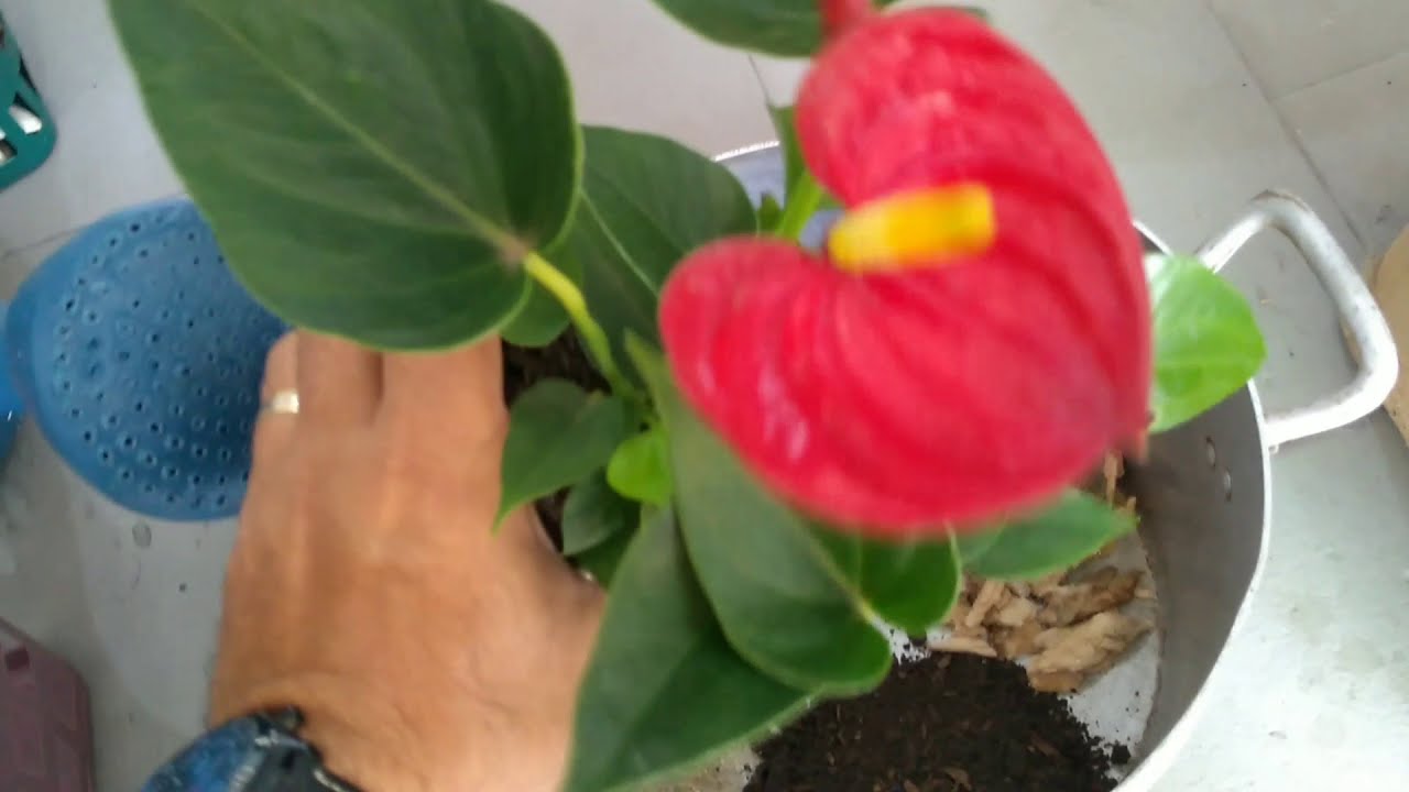Como cuidar do Mini Antúrio e fazer mudas simples.