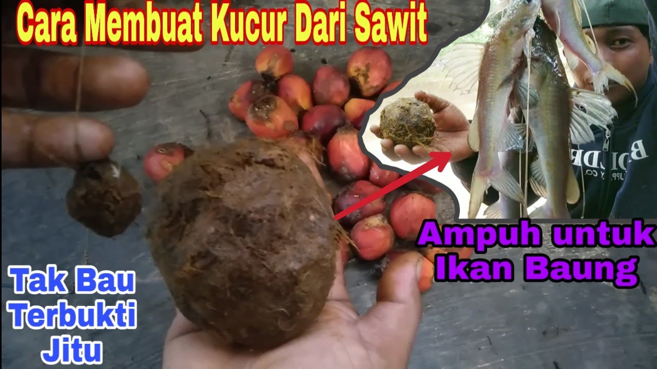 Cara membuat kucur dari buah sawit,umpan jitu untuk Mancing ikan baung,viral terbukti gacor