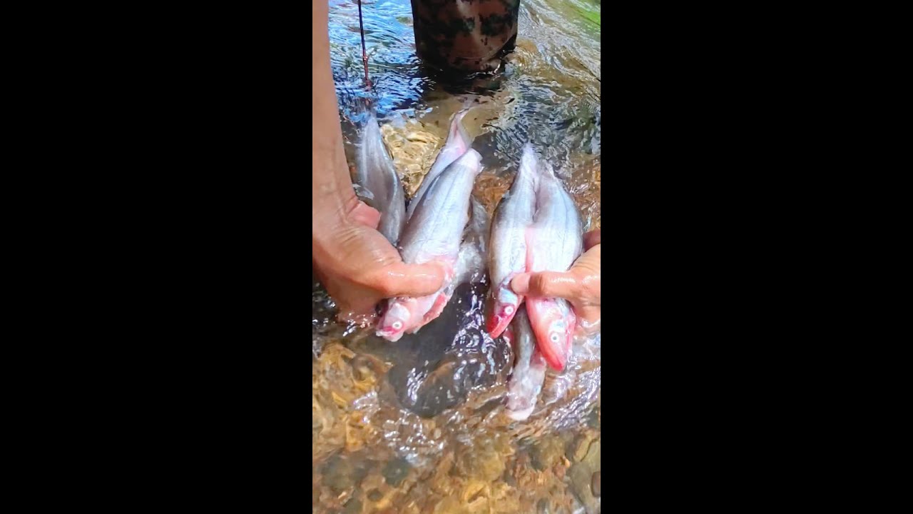ទៅលេងព្រៃជាមួយប្អូនៗចំអិនអាហារហូបជុំគ្នាក្នុងអូរដែលមានទឹកថ្លាត្រជាក់ស្រេប
