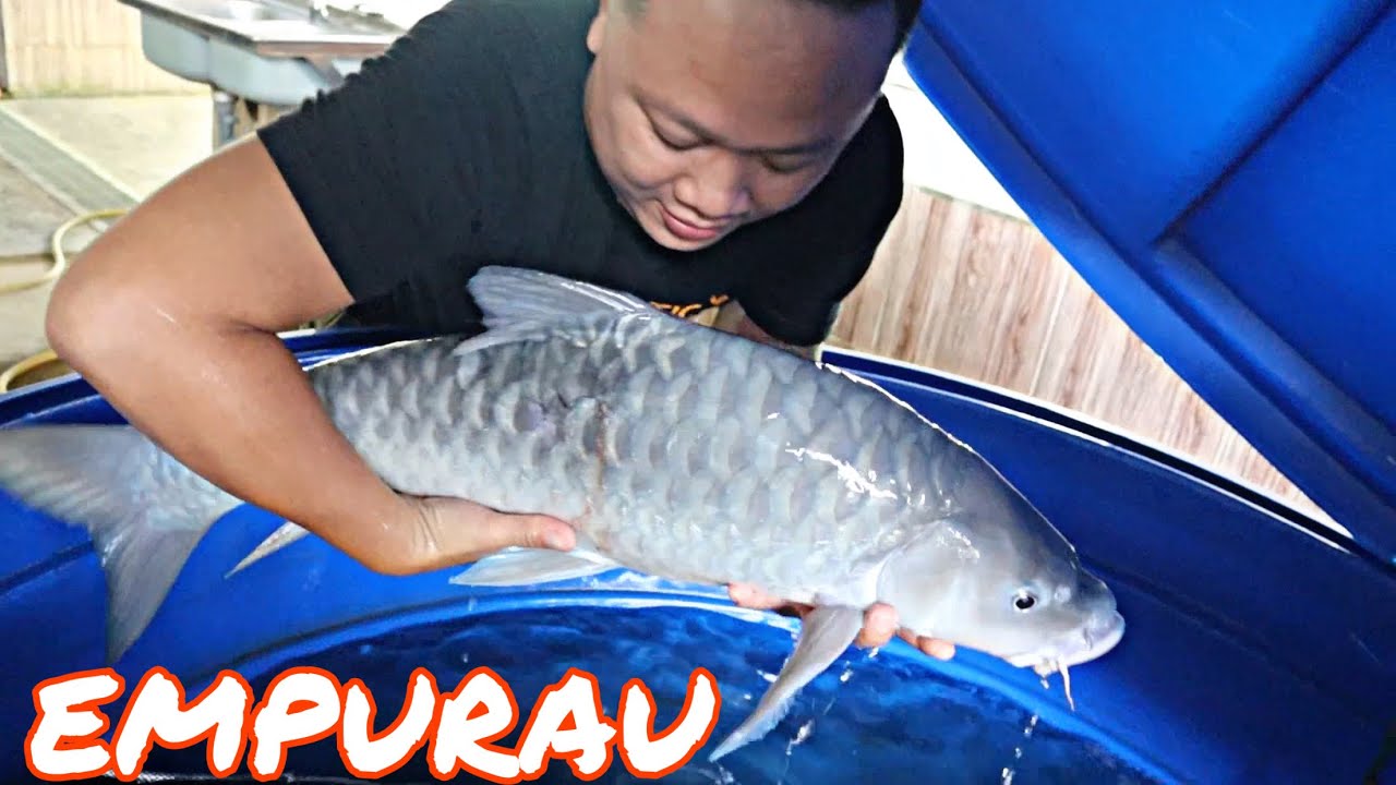 Borneo EMPURAU Expensive FISH,Dapat Juga Saya Rasa Pegang Hidup Hidup.