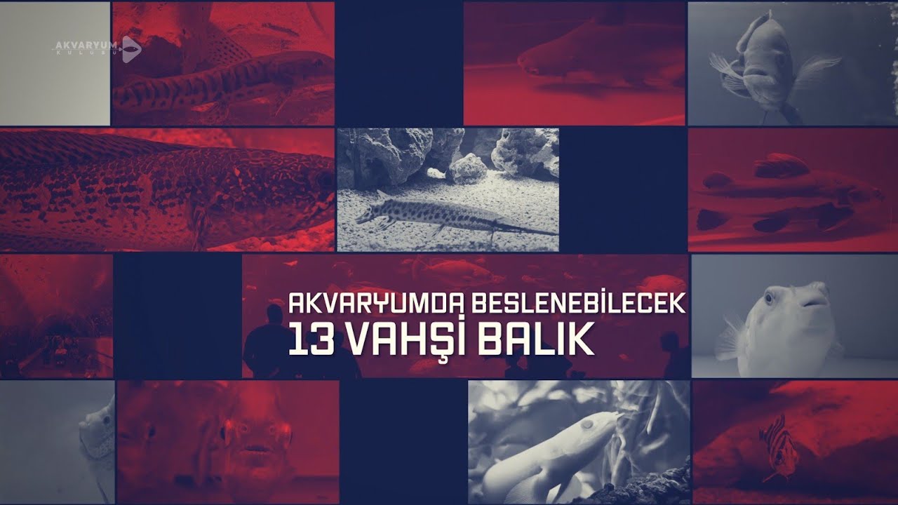 Akvaryumda Besleyebileceğiniz 13 Vahşi Balık #akvaryum #aquarium #monsterfish #shark #fahakapuffer